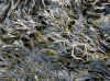 Maine seaweed.jpg (32440 bytes)